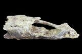Ichthyodectes (Monster Fish) Skull Section - Kansas #93757-3